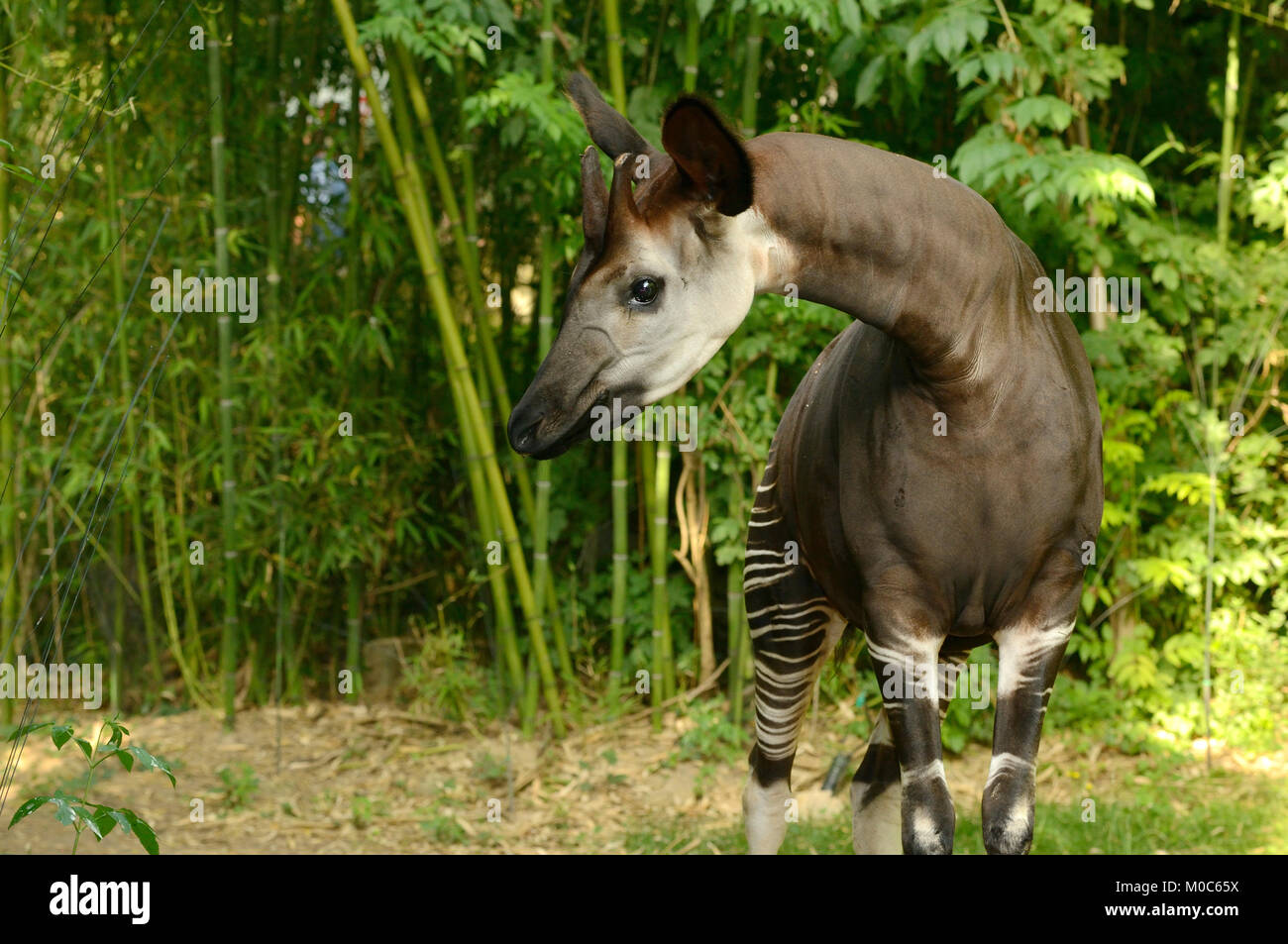 El Okapi Okapia johnstoni en cautiverio de especies en peligro de extinción Foto de stock