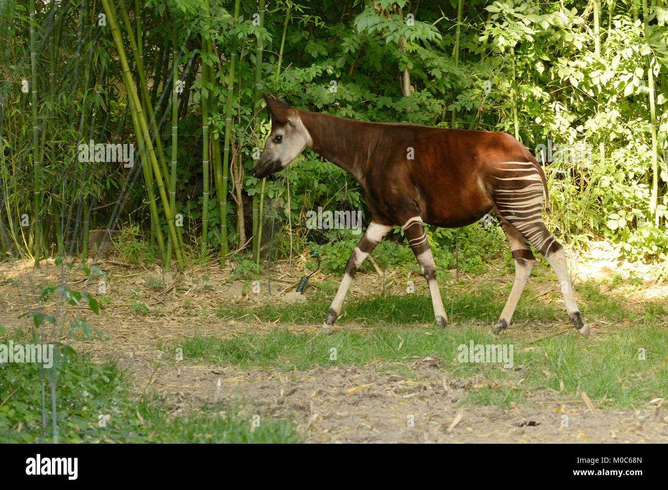 El Okapi Okapia johnstoni en cautiverio de especies en peligro de extinción Foto de stock