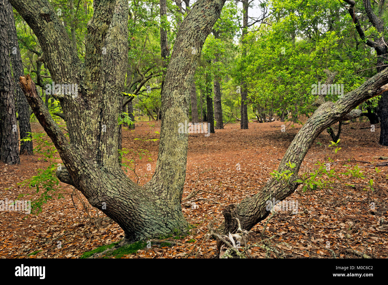 NC0137800...North Carolina Live Oak árboles a lo largo del sendero a