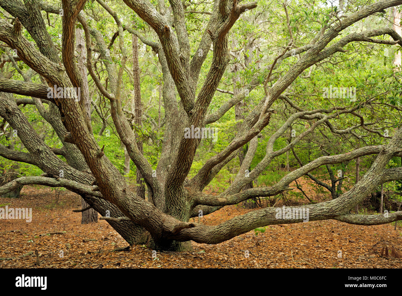 NC01382-00...North Carolina - antigua casa señorial de Live Oak árboles a lo largo del sendero a través de un bosque de robles y pinos loblolly en la reserva, en bancos de Currituck Foto de stock