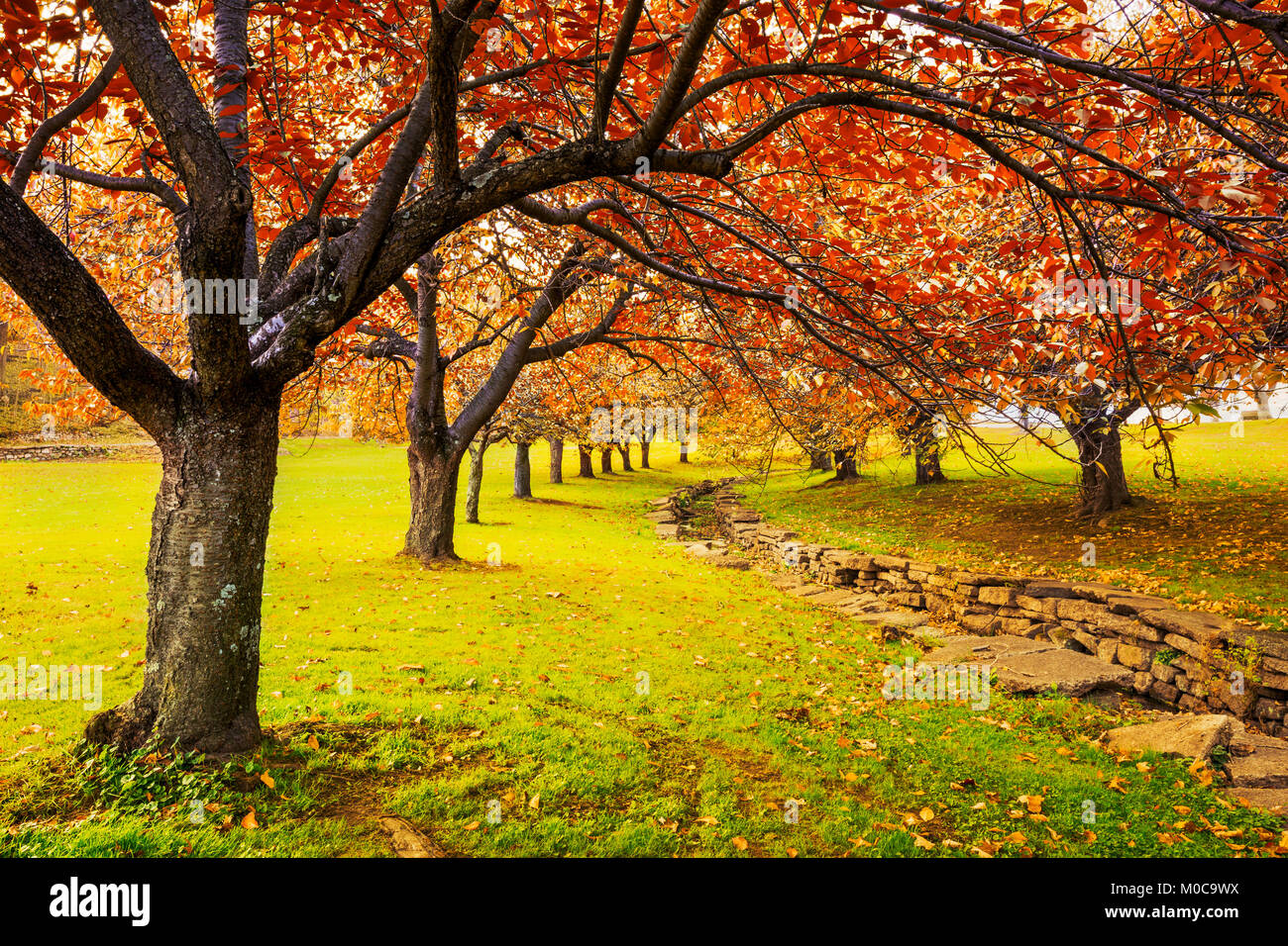 Otoño en el parque de Hurd, Dover, New Jersey con la caída del follaje de los árboles de cerezos. Foto de stock