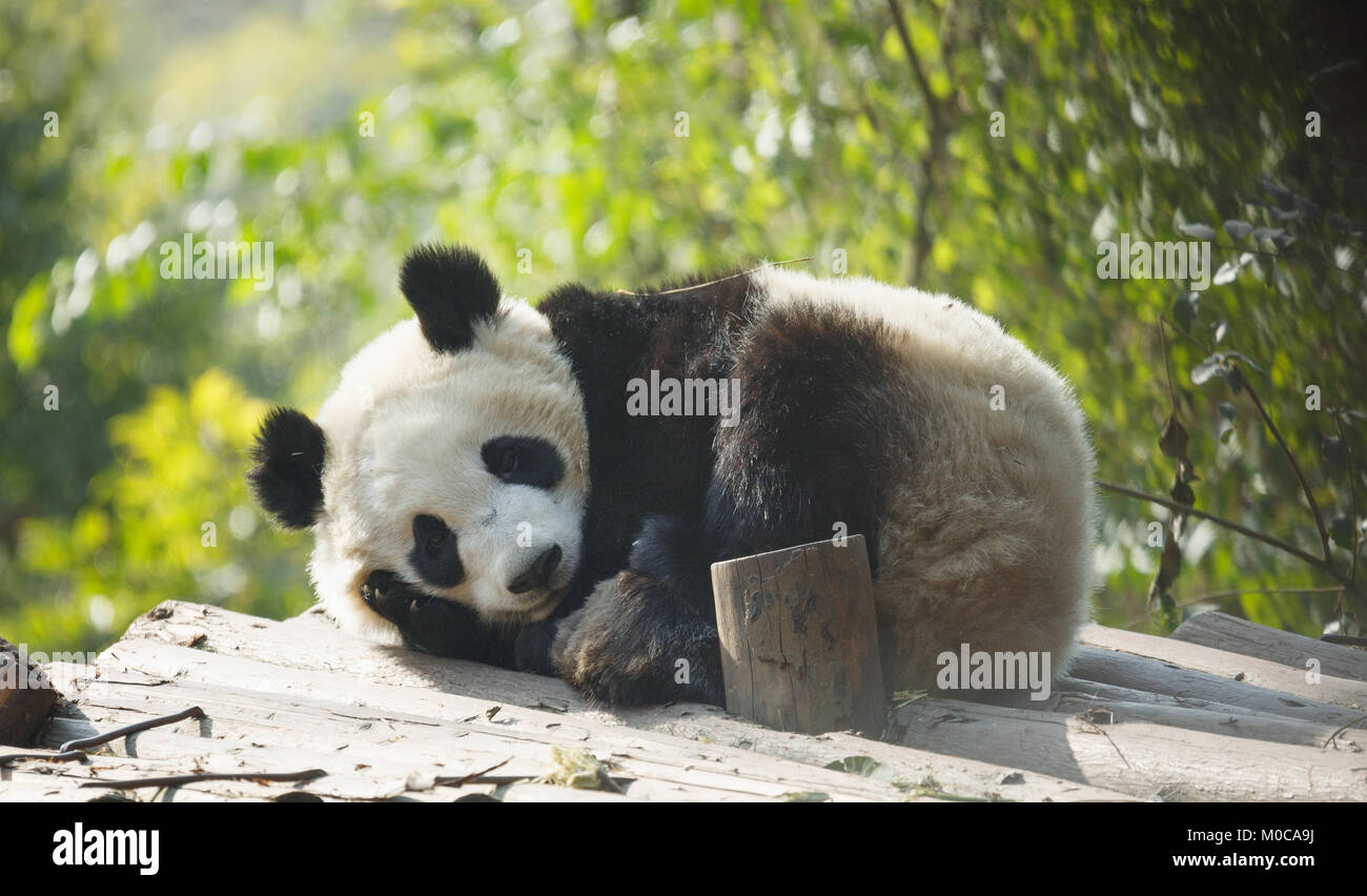 Un bebé panda yace durmiendo Foto de stock