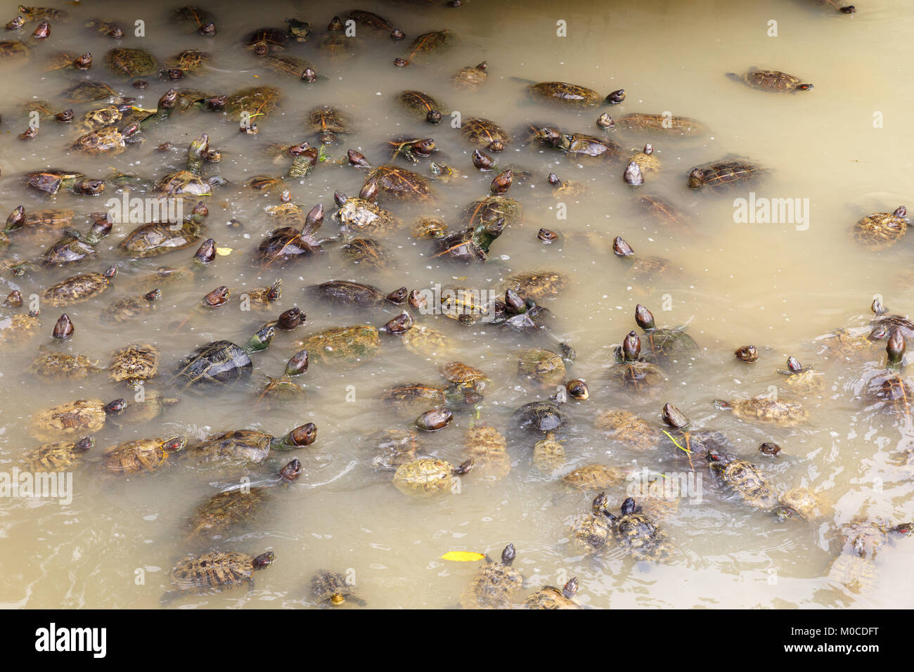 Muchas tortugas nadar en un estanque con agua sucia Foto de stock