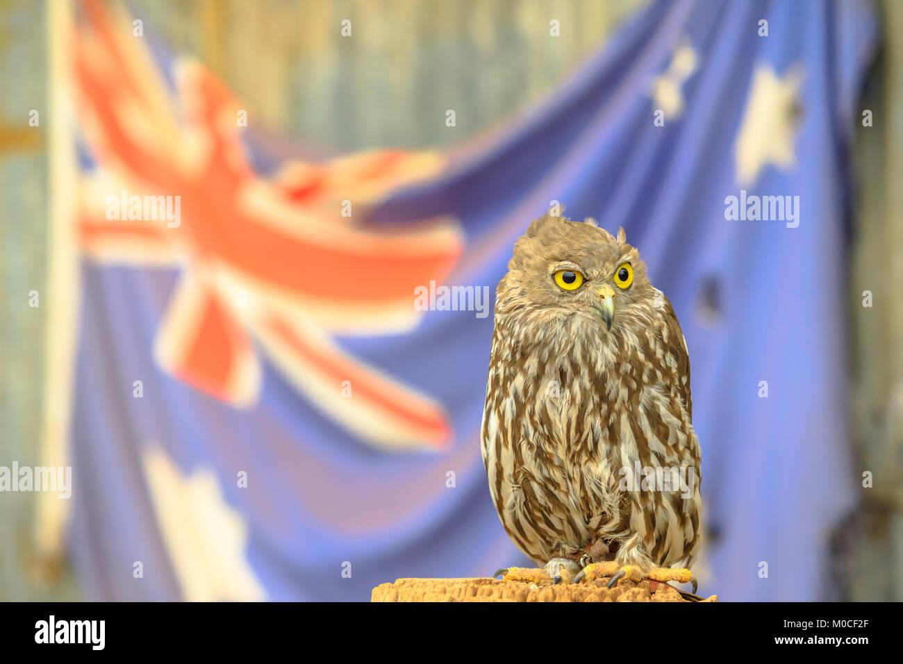 Owl con bandera australiana Foto de stock