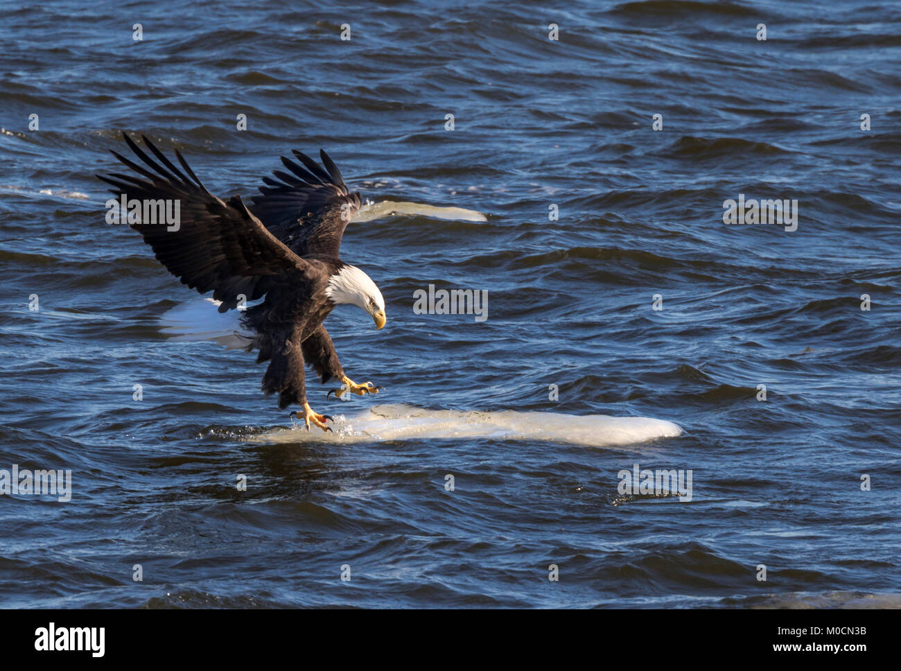 El águila calva (Haliaeetus leucocephalus) que aterrizaba en el hielo a la deriva, Mississippi River, Iowa, EE.UU. Foto de stock