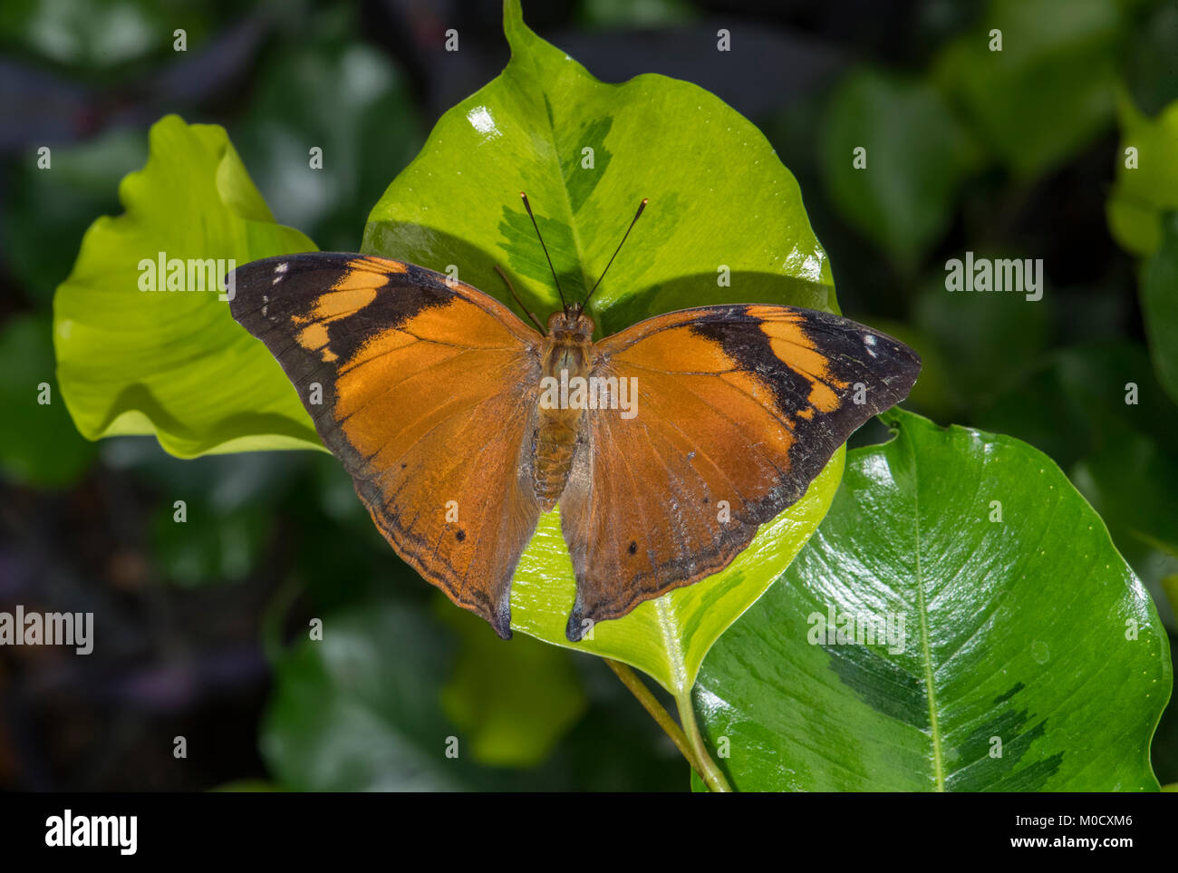 Hoja de Otoño mariposa posado sobre una hoja, cerrar Foto de stock