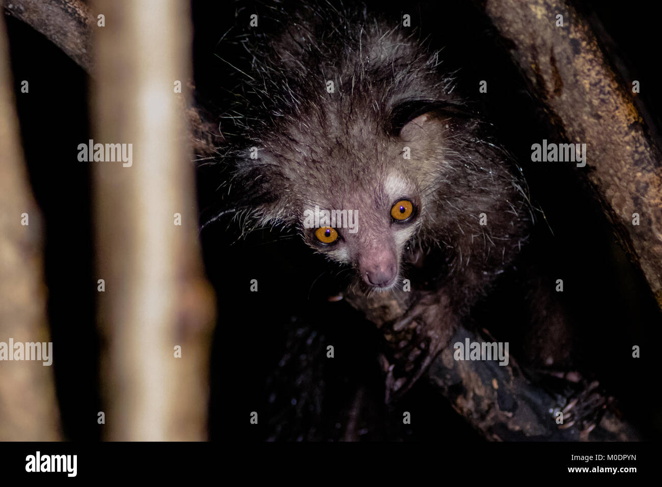 Una especie amenazada de Aye Aye ascendiendo a través del bosque en Mdagascar Foto de stock