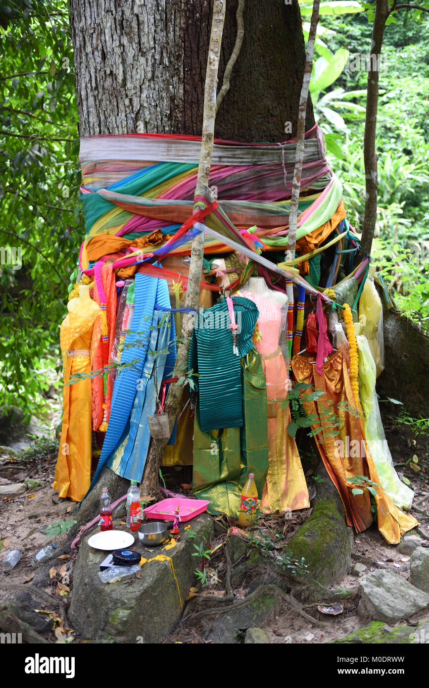 Árbol de Hopea odorata decorado con ropa y telas como una ofrenda al espíritu de árbol femenino, Nang Ta-khian, Provincia de Chiang Mai, Tailandia Foto de stock