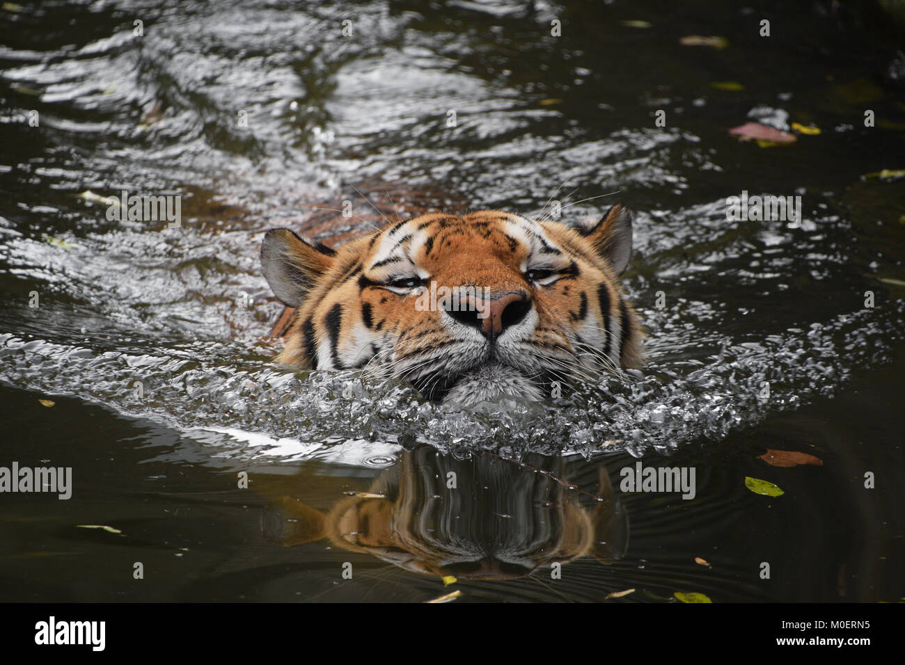 Tigre nadando fotografías e imágenes de alta resolución Alamy