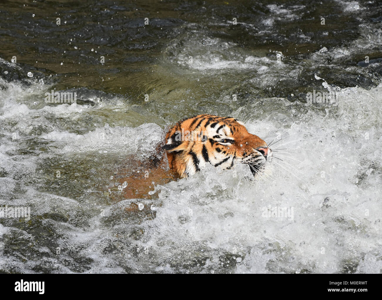 Perfil de tigre siberiano fotografías e imágenes de alta resolución Alamy