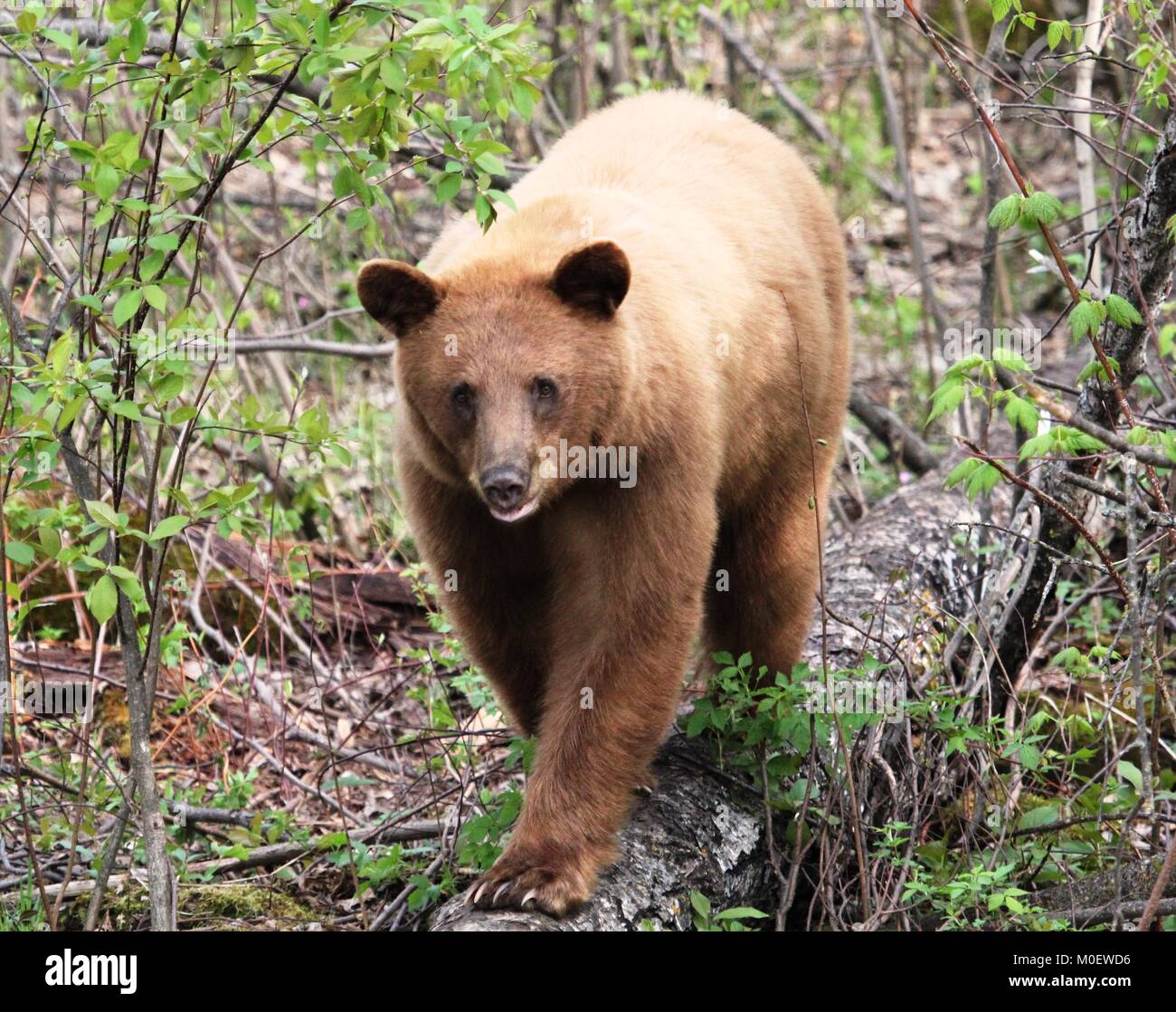 Wild Rubia Bear caminar sobre la parte superior de un registro en su hábitat natural Foto de stock