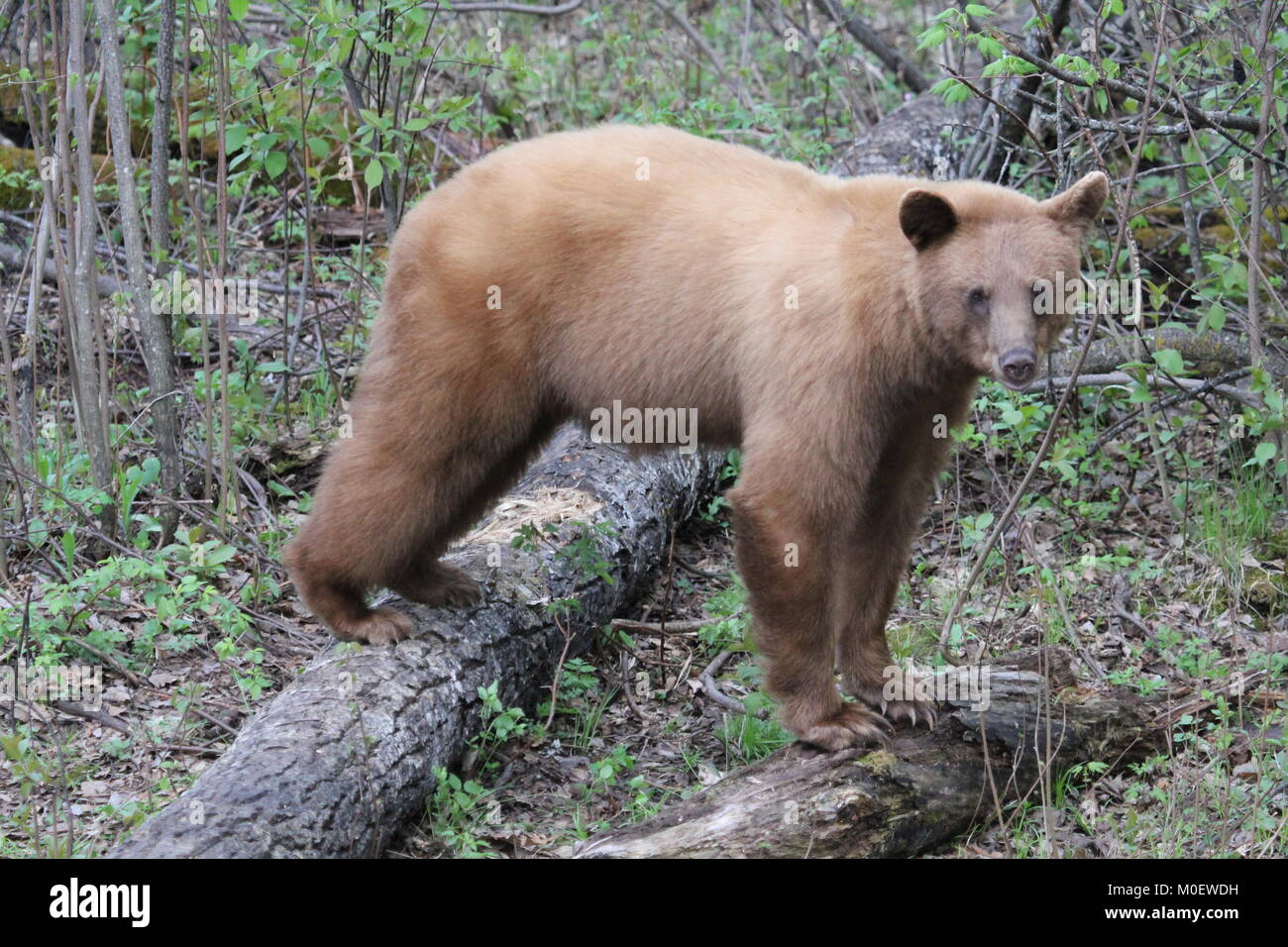 Rubia Bear de pie con los pies atrás en la parte superior de un registro Foto de stock