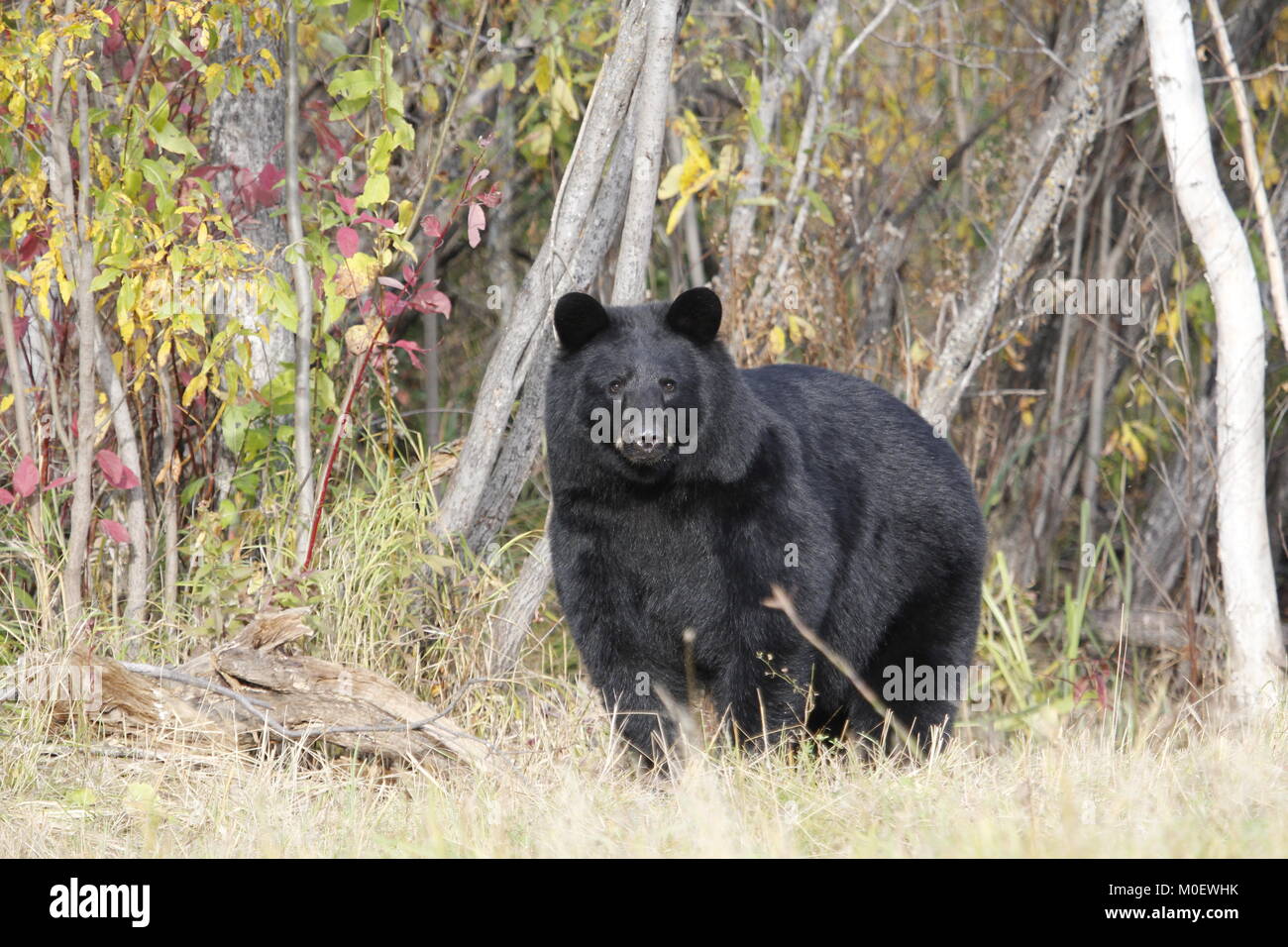 Hermoso oso negro salvaje de pie en el colorido follaje de otoño Foto de stock