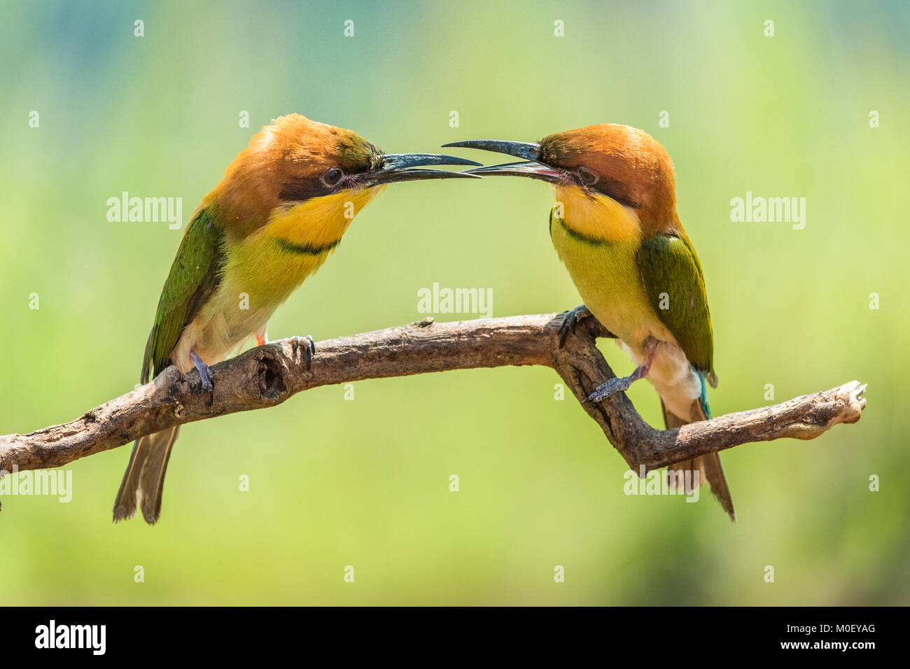 El abejaruco dos pájaros en una rama, Batam, Kepulauan Riau, Indonesia Foto de stock