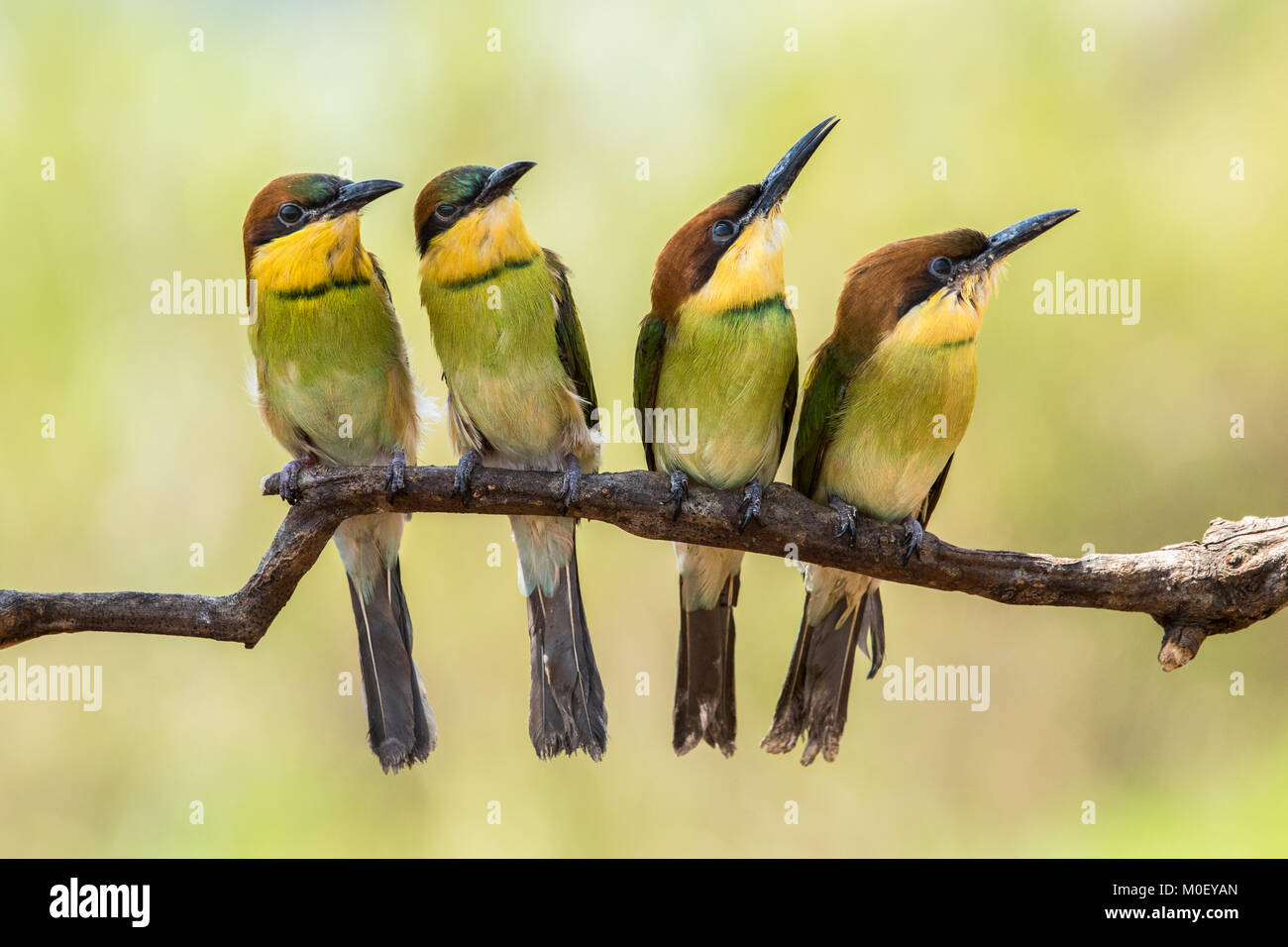 El abejaruco Cuatro pájaros en una rama, Batam, Kepulauan Riau, Indonesia Foto de stock