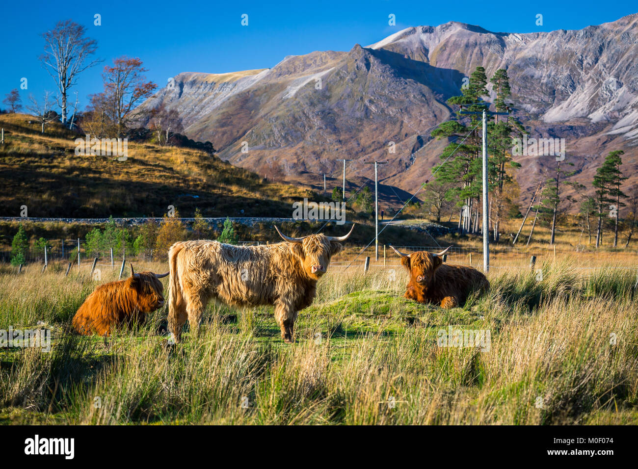 Highland ganado en campiña escocesa Foto de stock