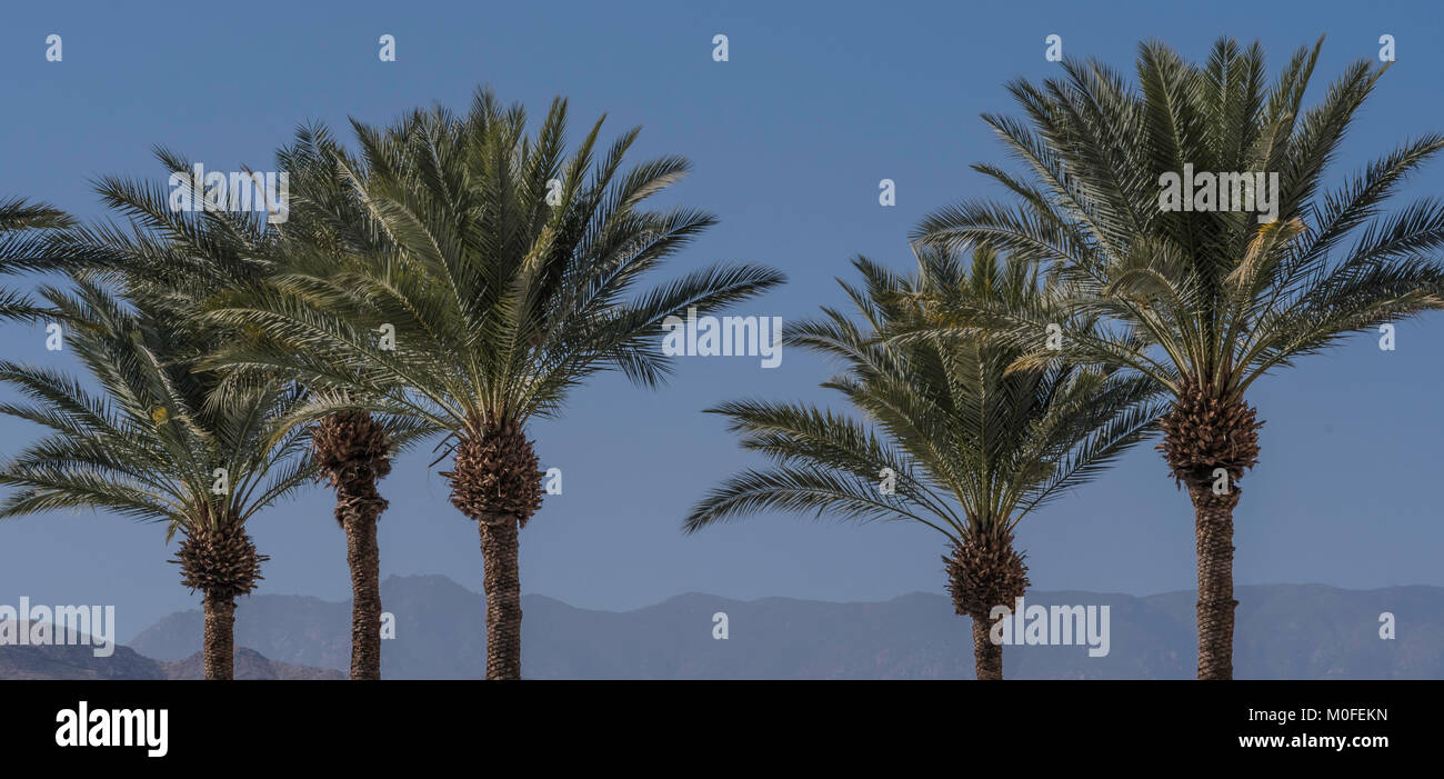 Tops de palmeras en California con el despejado cielo azul y las montañas detrás de orientación panorámica Foto de stock