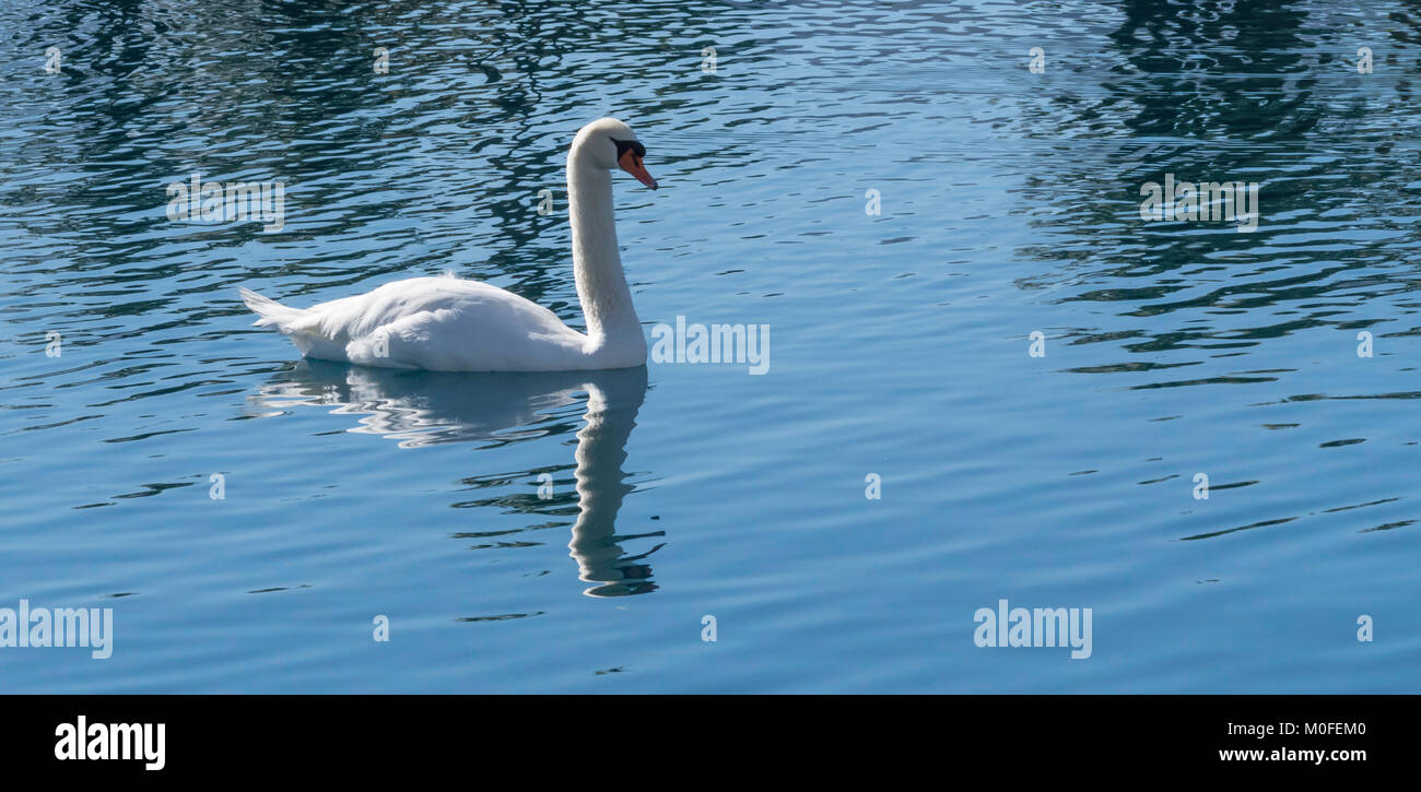 Cisne Blanco azul con una reflexión sobre el agua en relación de aspecto panorámica Foto de stock