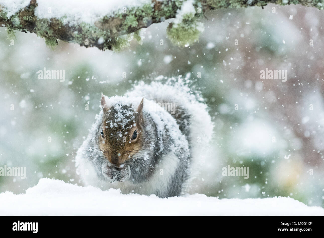 Ardilla gris en el Reino Unido en invierno, cubierto de una gruesa capa de nieve - Escocia, Reino Unido Foto de stock
