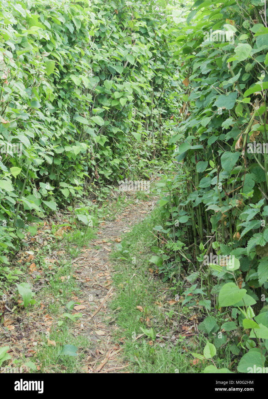 Sendero serpenteante a través de Japanese Knotweed ( Fallopia japonica ) Planta Invasora en junio, REINO UNIDO Foto de stock