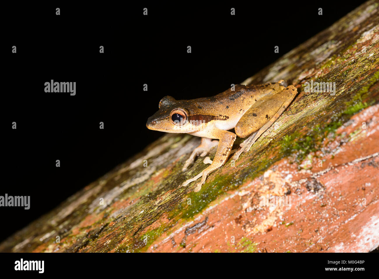 Dark orejudo (Rana Polypedates macrotis), el Área de Conservación del valle Danum, Borneo, Sabah, Malasia Foto de stock
