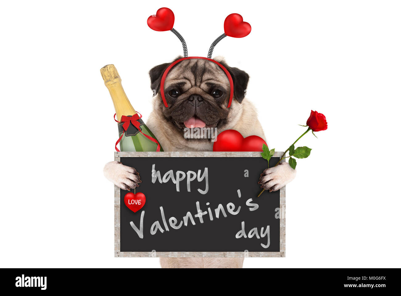 Lindo perro pug san valentín con Blackboard, botella de champaña, corazones  diadema y Rose, aislado sobre fondo blanco Fotografía de stock - Alamy