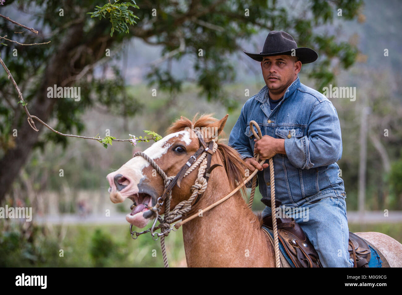 Cowboy a caballo en el Valle de Viñales, Cuba Foto de stock