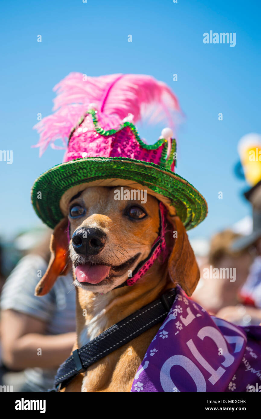 RIO DE JANEIRO - Febrero 19, 2017: un perro vistiendo una colorida sequined hat celebra el carnaval en la calle mascota Blocão anual fiesta en Copacabana. Foto de stock
