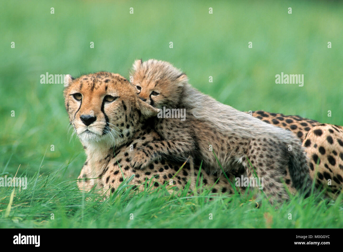 Guepardo, hembra con cub / (Acinonyx jubatus) | Gepard, mit Weibchen Jungtier / (Acinonyx jubatus) Foto de stock