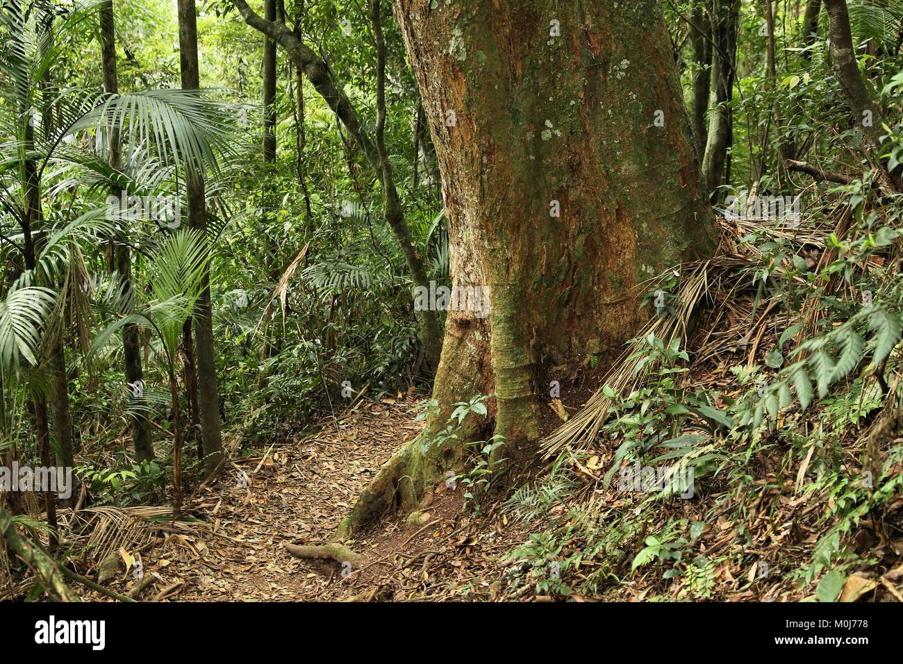 Brasil - Jungle senderos en la Mata Atlántica (Bosque Atlántico bioma) en la Serra dos Orgaos Parque nacional (Estado de Río de Janeiro). Foto de stock