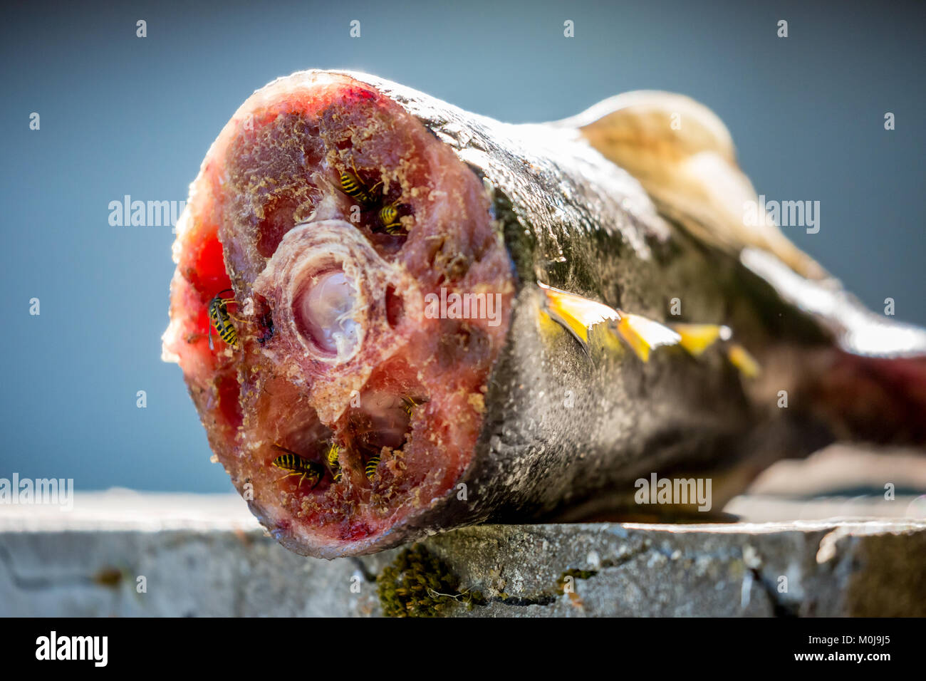 Cerca de avispas comer atún cola de pescado Foto de stock