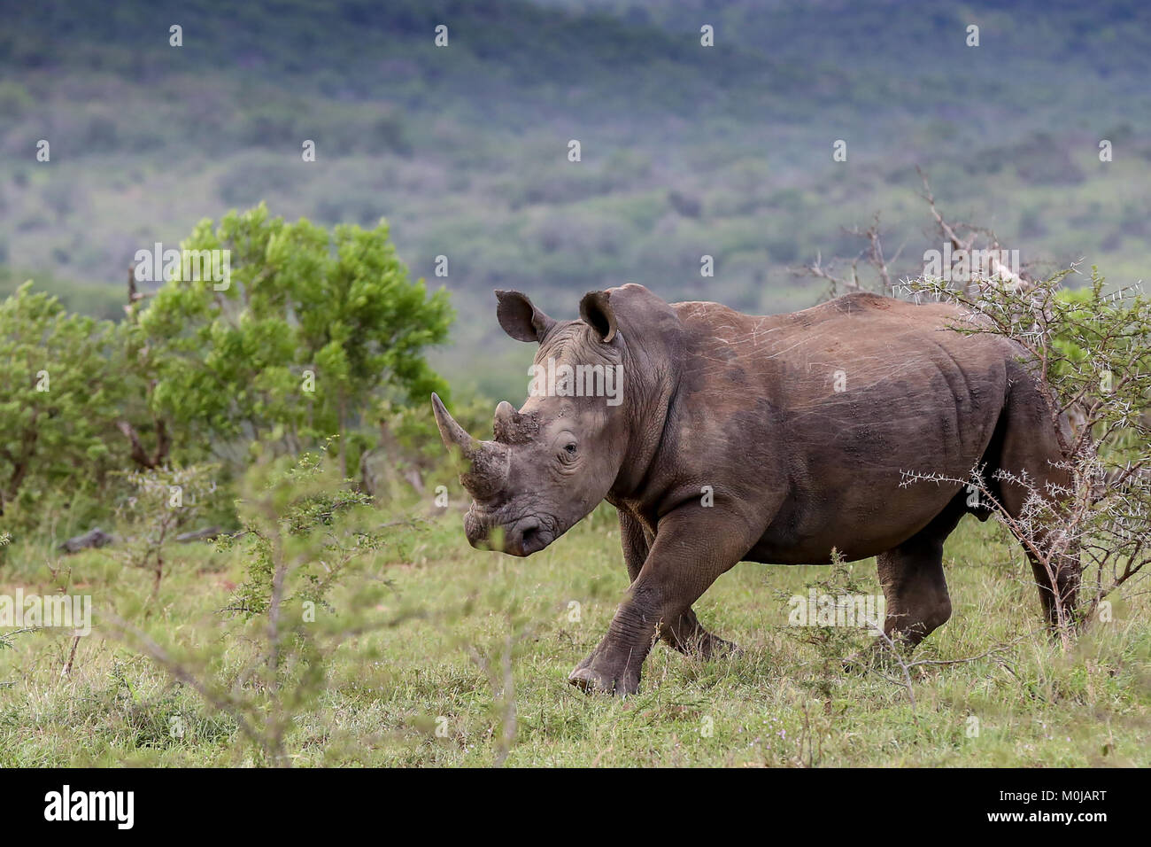 White Rhino carga en la provincia de Kwazulu-Natal Sudáfrica Foto de stock