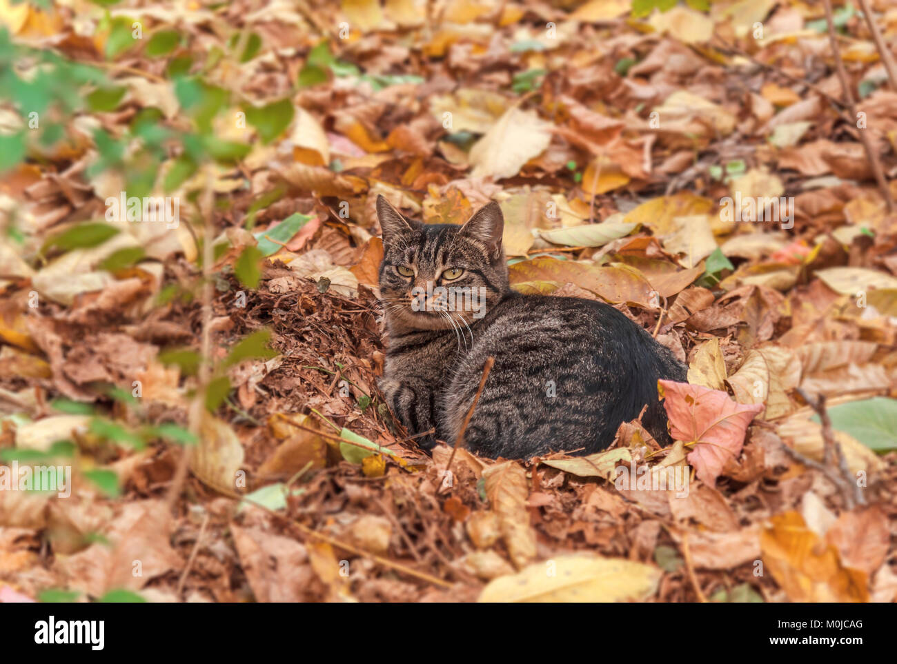 Adorable gato sin hogar solitario en la temporada de otoño Foto de stock