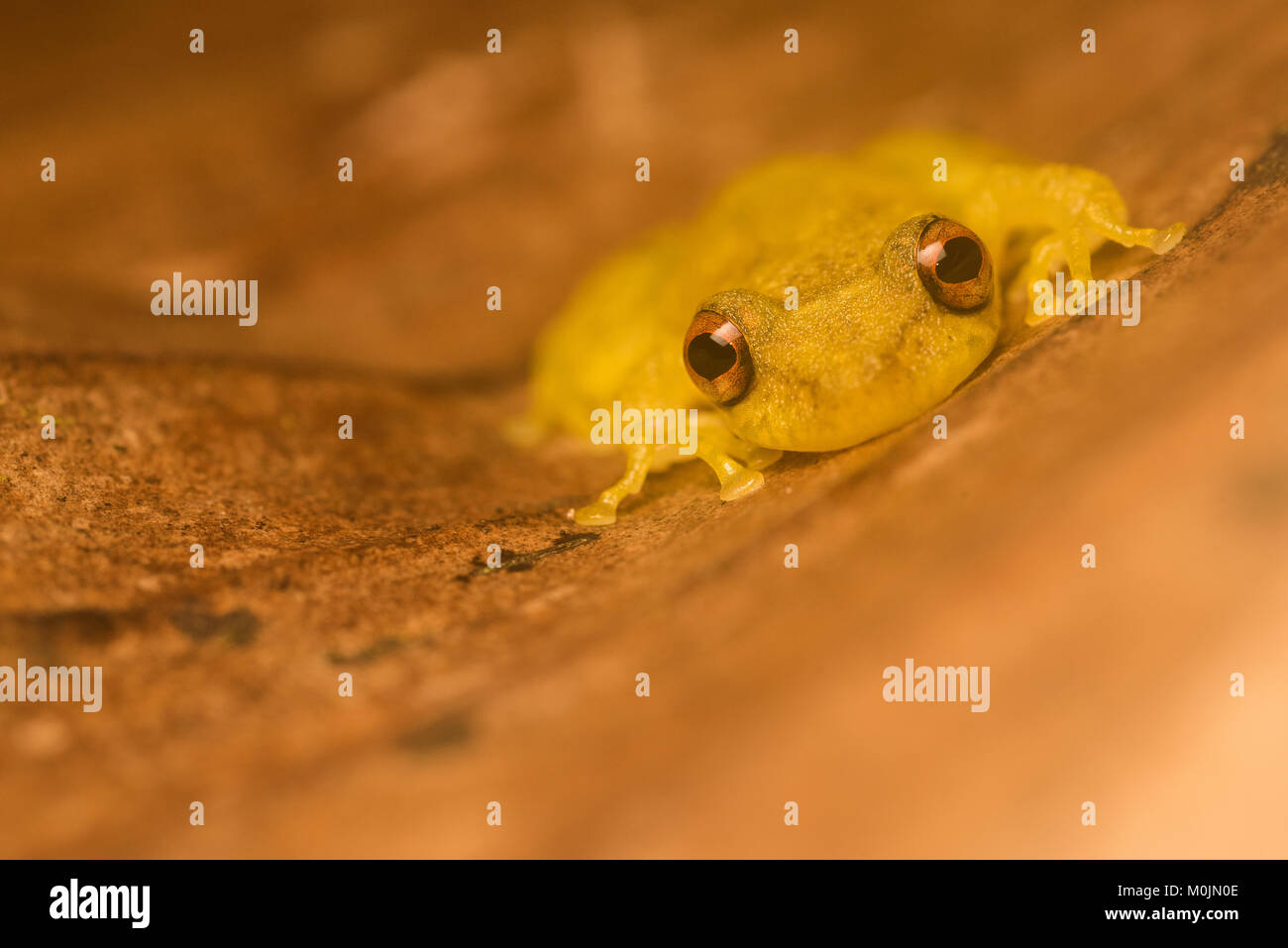 Una pequeña rana arborícola Scinax (sp) intentando ocultar contra una hoja seca. Foto de stock