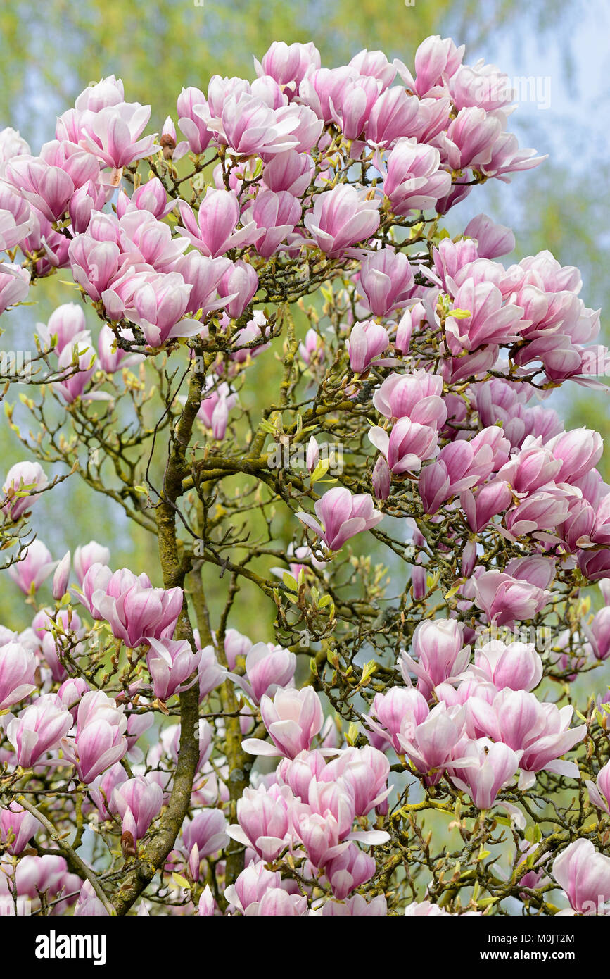 Chinese Magnolia (Magnolia × soulangeana), ramitas con flores, Renania del Norte-Westfalia, Alemania Foto de stock