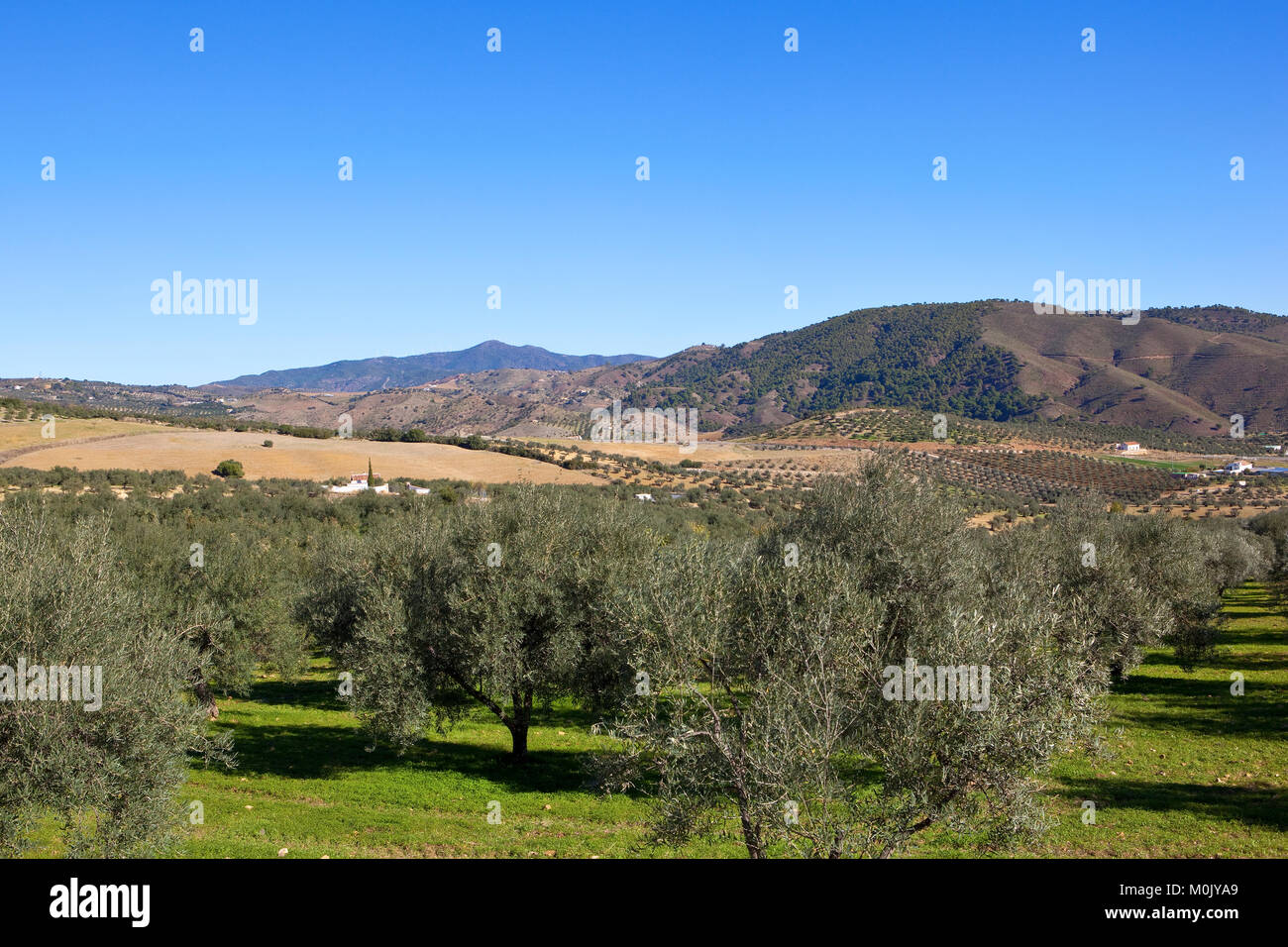 Una árida scenic olivar con montañas boscosas bajo un cielo azul en Andalucía España Foto de stock