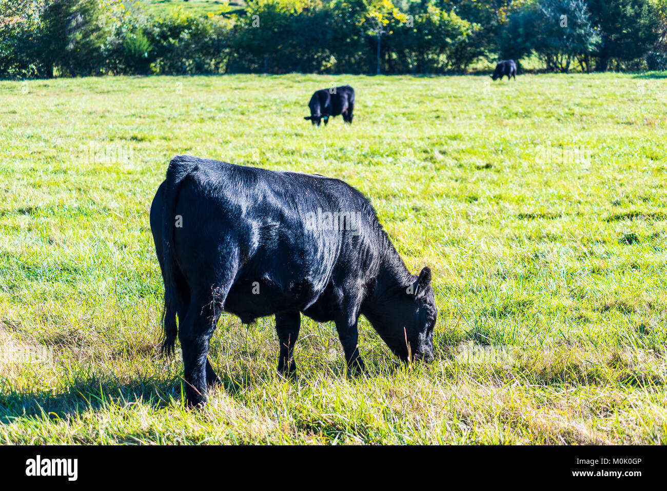 Negro closeup vacas que pastan en fincas de Virginia campo campo pradera con hierba verde Foto de stock