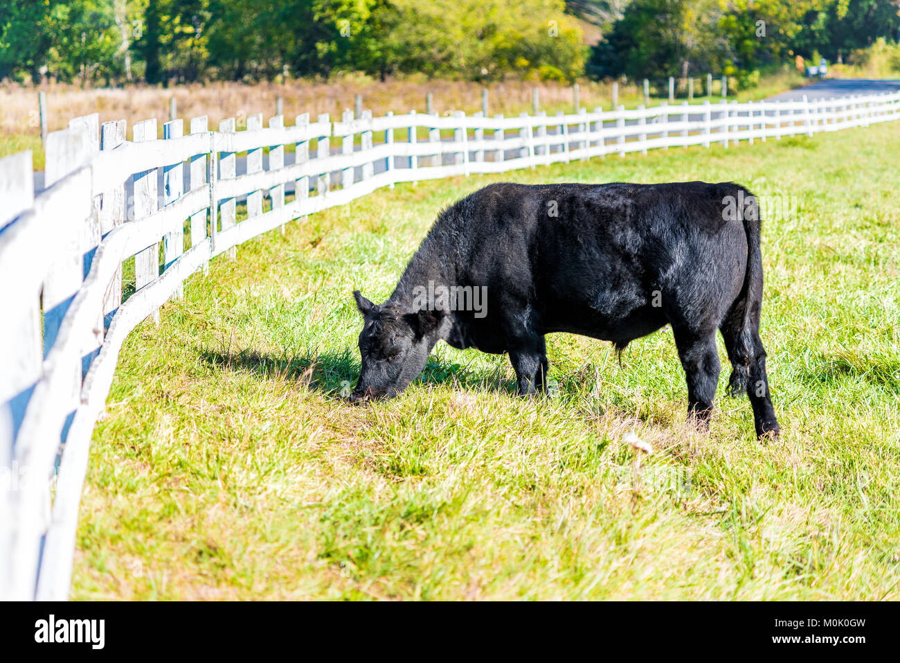 Una vaca negra closeup pastan en fincas de Virginia campo campo pradera con hierba verde, valla blanca Foto de stock