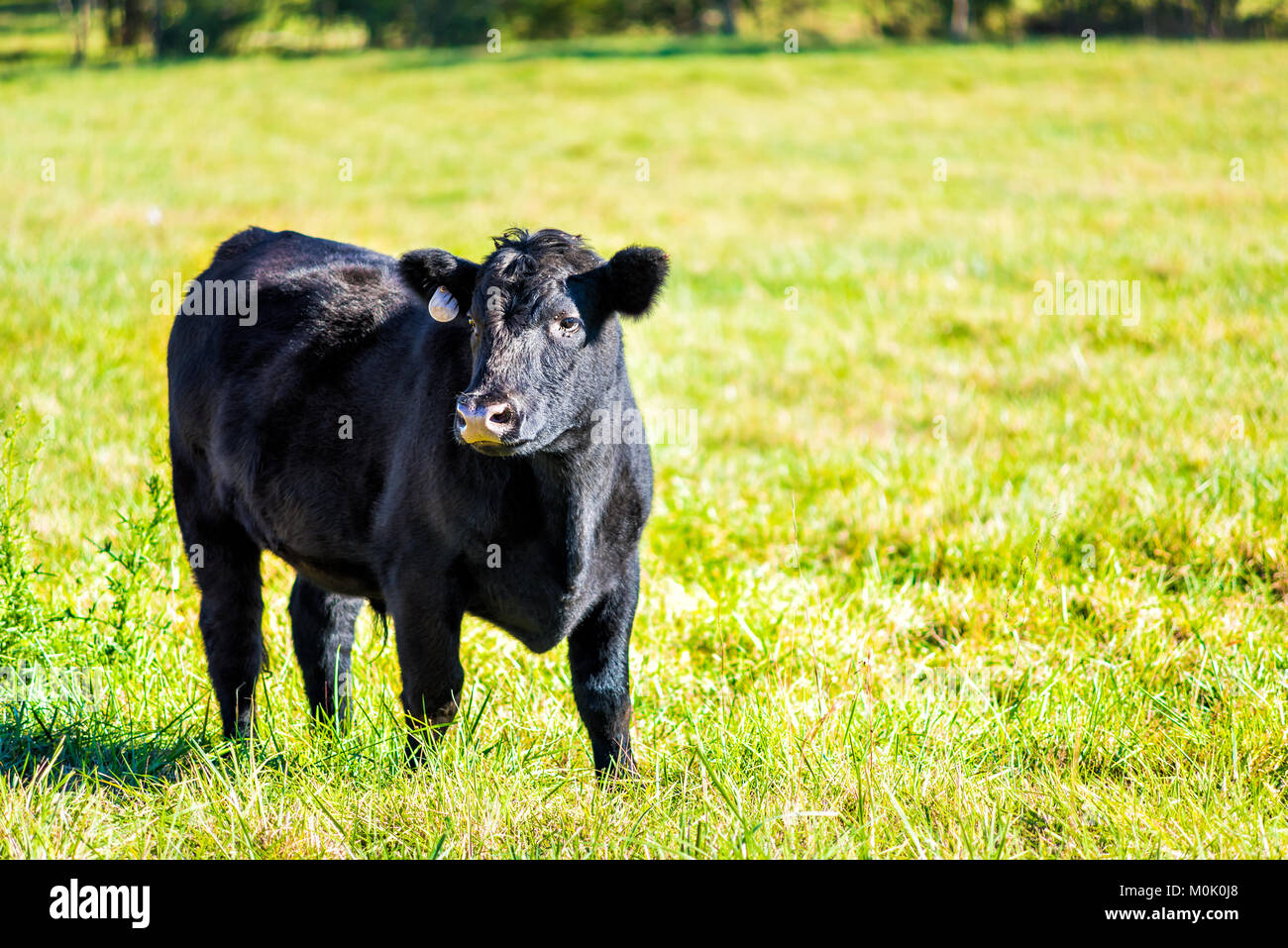 Un joven negro vaca, ternero closeup pastan, hierba verde en Virginia fincas campo campo de prado Foto de stock