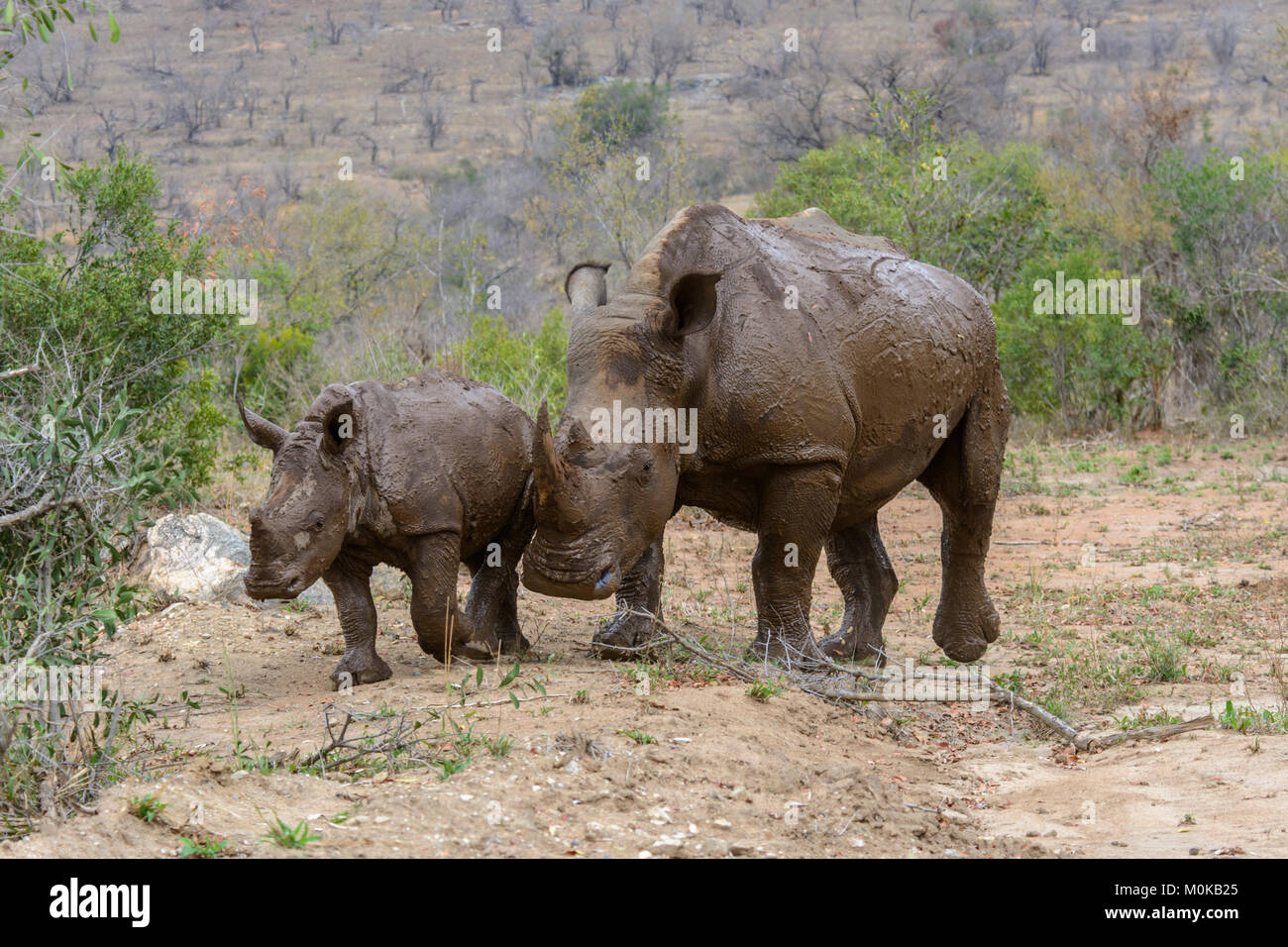 La madre y el bebé de rinoceronte blanco (Ceratotherium simum) cubierto de barro tras un baño de barro en el Parque Nacional Kruger, Sudáfrica Foto de stock
