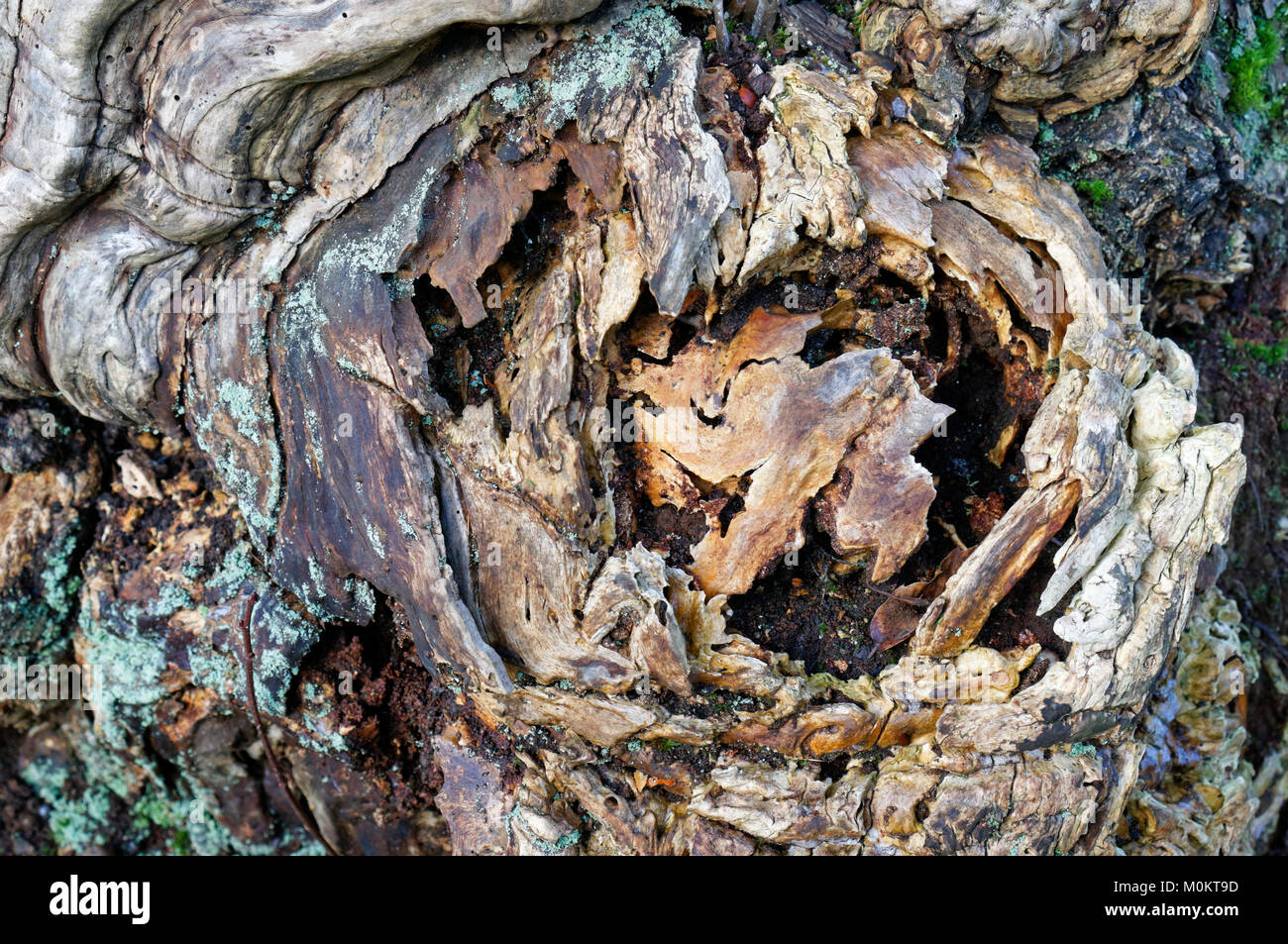 Cerca de los patrones naturales en un tronco de árbol podrido, Vancouver, BC, Canadá Foto de stock