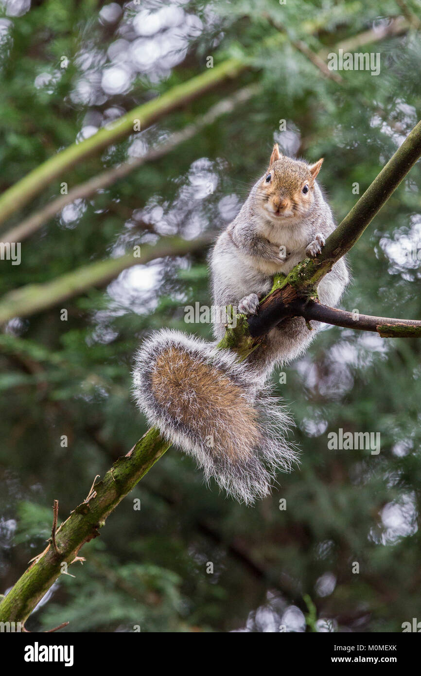 Abington park, Northampton. 23 ene, 2018. El clima del Reino Unido. Una ardilla gris. Sciurus carolinensis (Rodentia), se asienta en las ramas de los perros de esta mañana. El pronóstico para esta tarde es soleado con intervalos de lluvia más adelante. Crédito: Keith J Smith./Alamy Live News Foto de stock