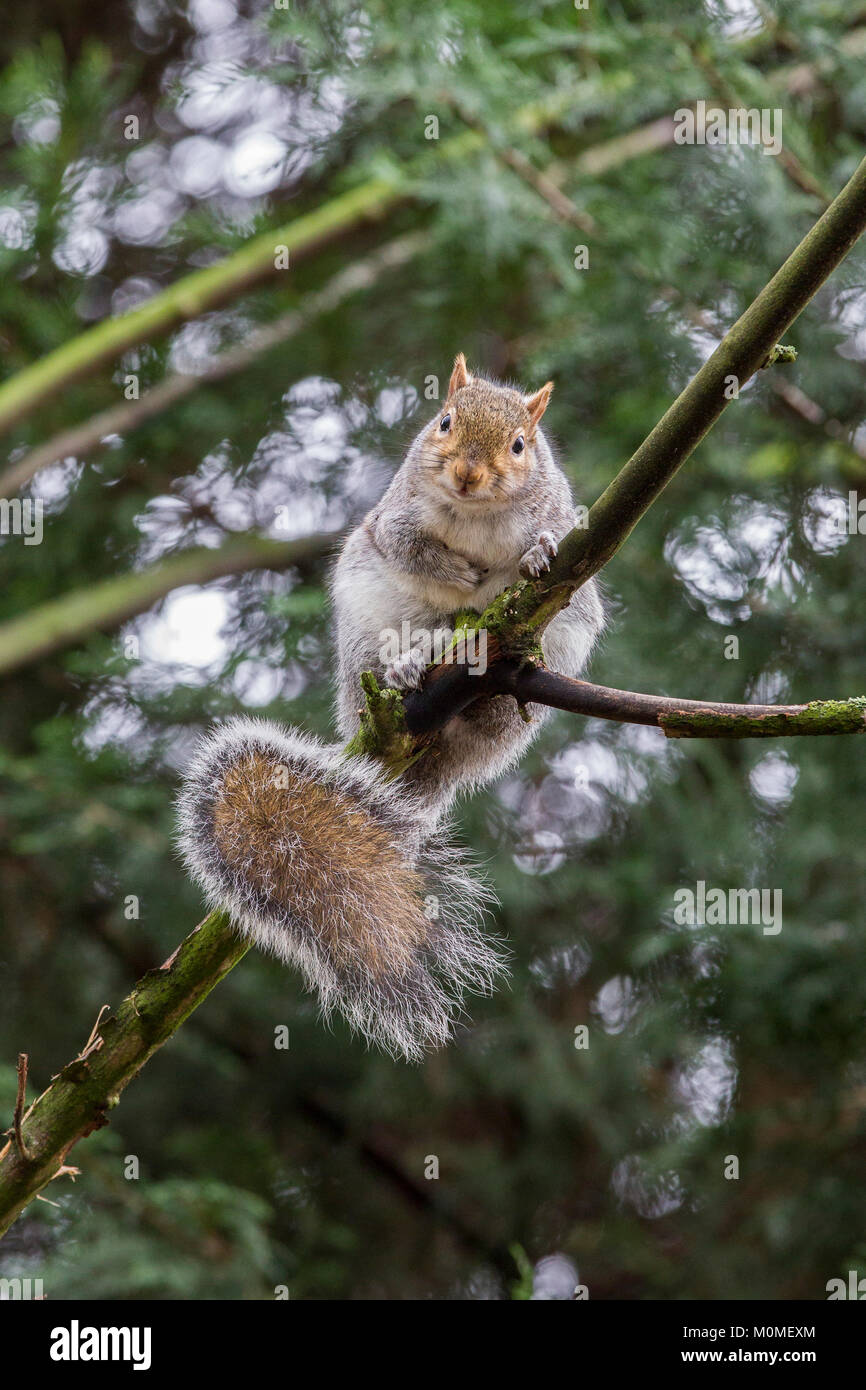 Abington park, Northampton. 23 ene, 2018. El clima del Reino Unido. Una ardilla gris. Sciurus carolinensis (Rodentia), se asienta en las ramas de los perros de esta mañana. El pronóstico para esta tarde es soleado con intervalos de lluvia más adelante. Crédito: Keith J Smith./Alamy Live News Foto de stock