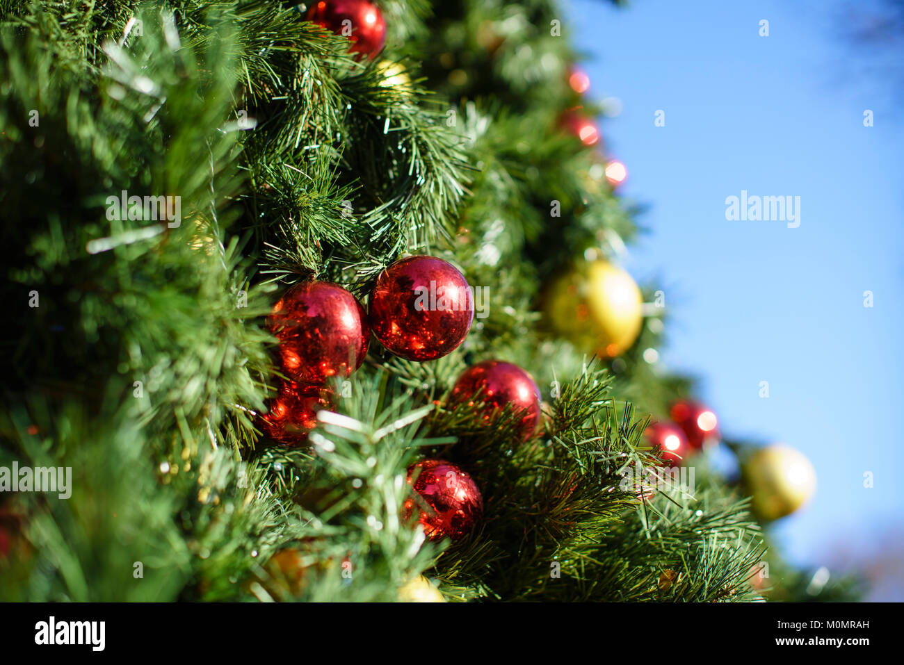 Bolas de color rojo y oro sobre un gran árbol de Navidad afuera en un día soleado contra un cielo azul. Foto de stock
