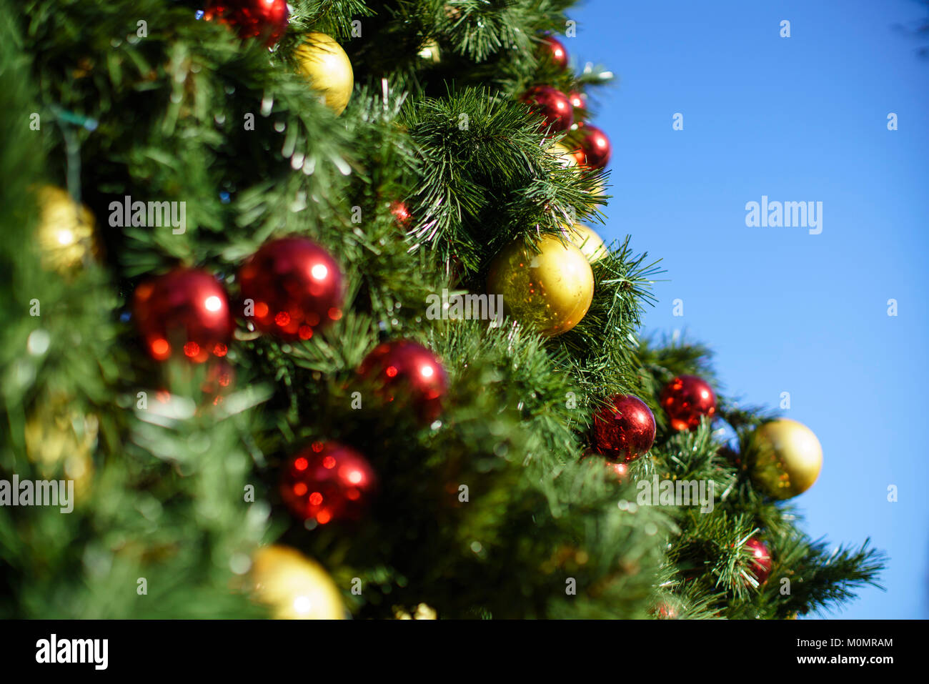 Bolas de color rojo y oro sobre un gran árbol de Navidad afuera en un día soleado contra un cielo azul. Foto de stock