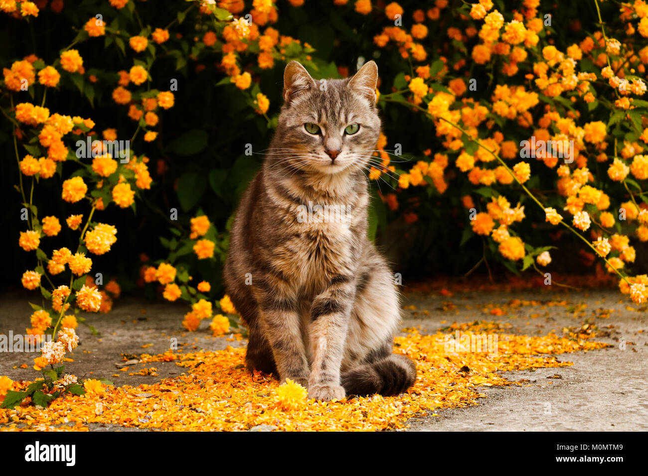Gato y flores amarillas Fotografía de stock - Alamy