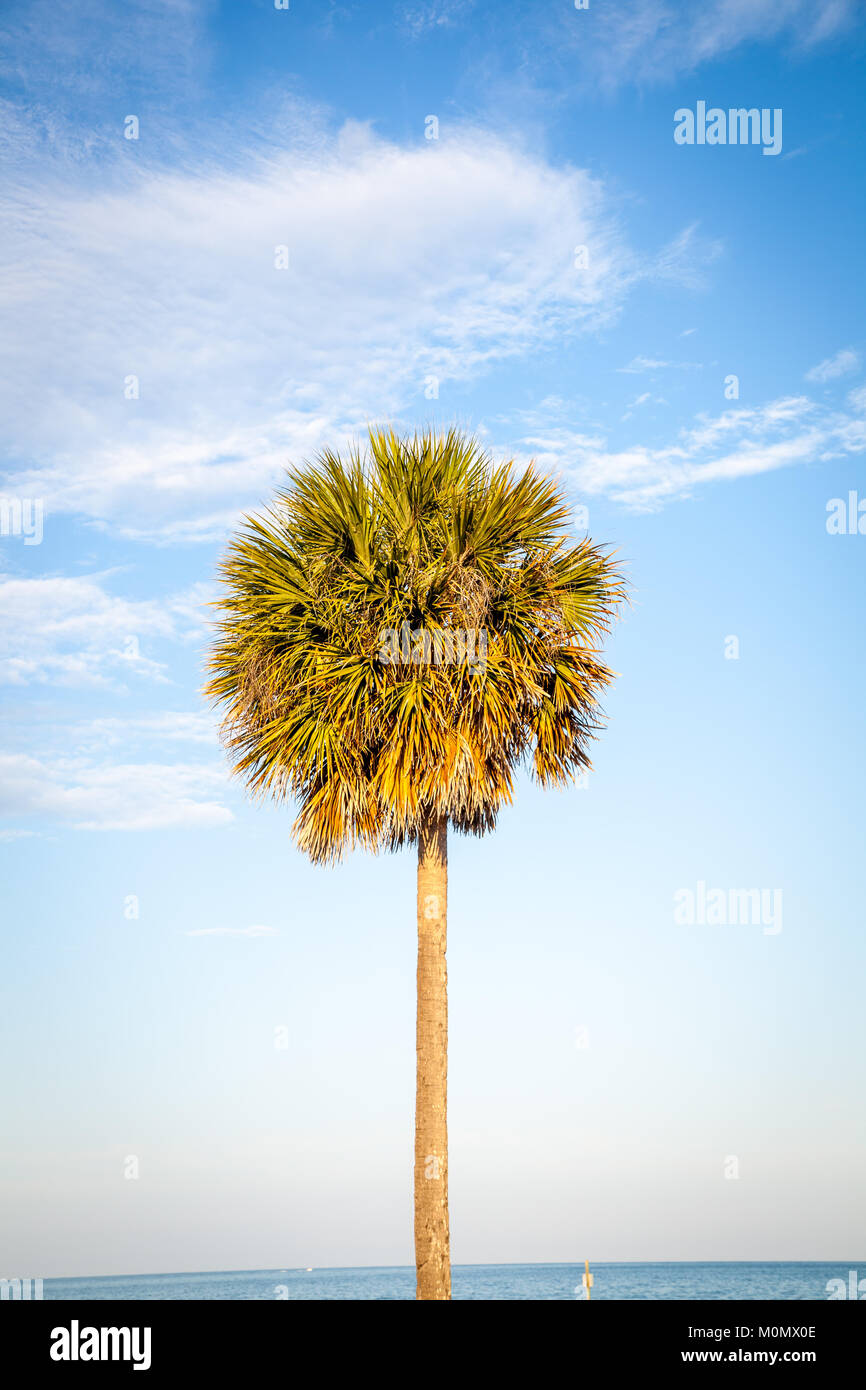 Palmera y cielos azules en Clearwater, FL. Foto de stock