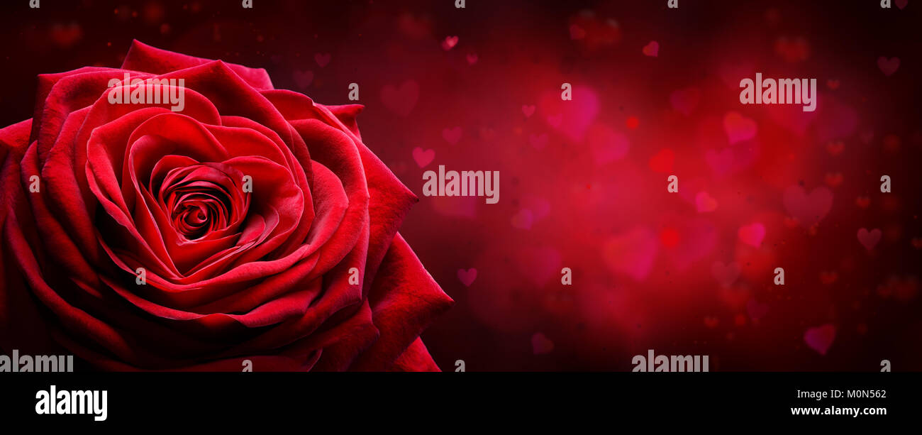 Tarjeta de San Valentín - Rosa Roja forma Corazón en fondo romántico Foto de stock