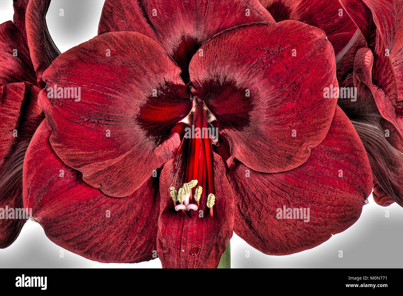 Flores de color rojo profundo de gran bulbo de amarilis, Hippeastrum spp, en Navidad Foto de stock