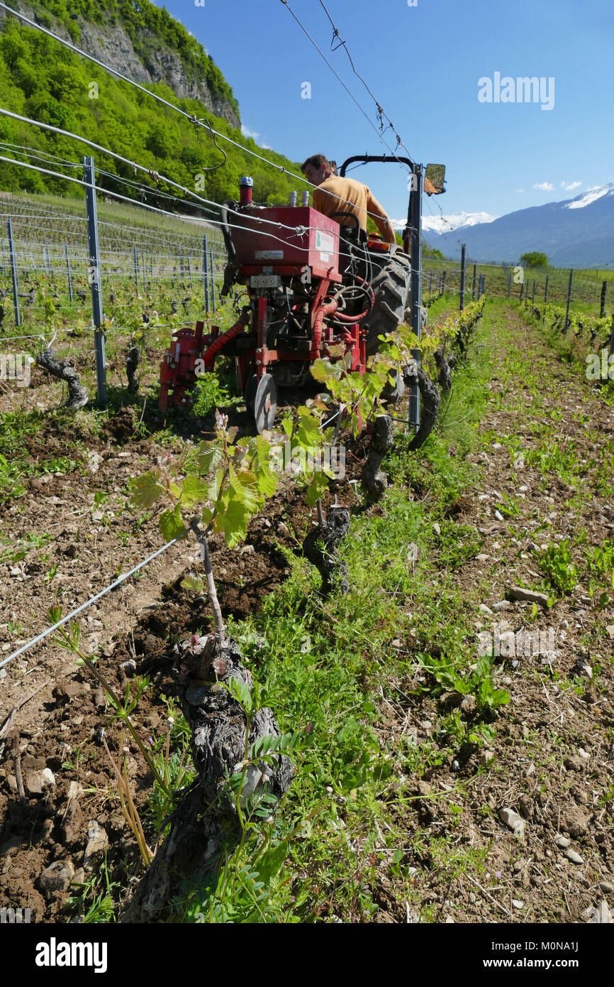 Saint-Pierre d'Albigny (Saboya, al este de Francia central): cepas limpiado  manualmente en la propiedad 'domaine Saint-Germain'. Las cepas son  limpiados Fotografía de stock - Alamy